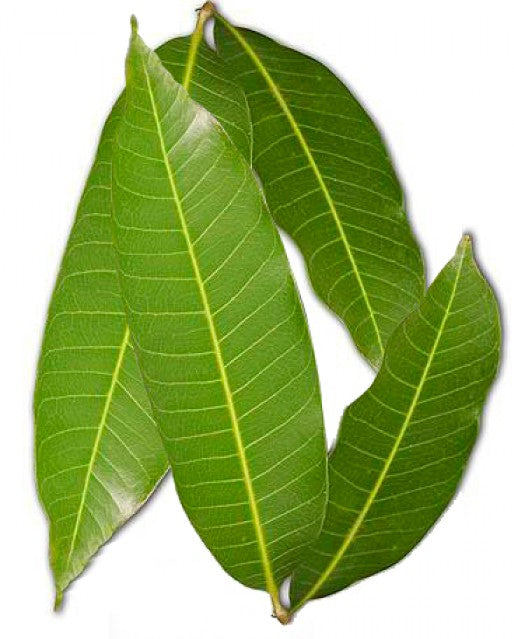 Mango Leaves
