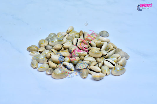 Cowrie Shells (Pack of 21)-M02