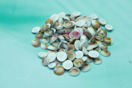 Cowrie Shells (Pack of 11)-M01
