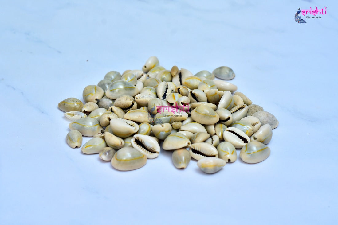 Cowrie Shells (Pack of 11)-M01