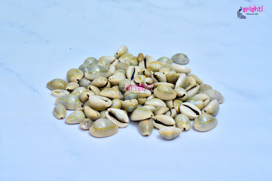 Cowrie Shells (Pack of 11)-M01