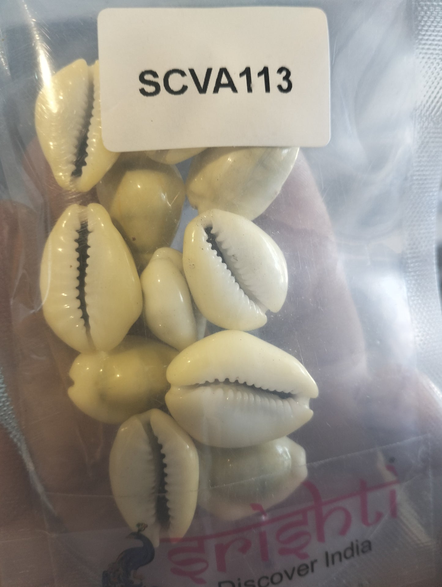 Cowrie Shells (Pack of 11)-M01